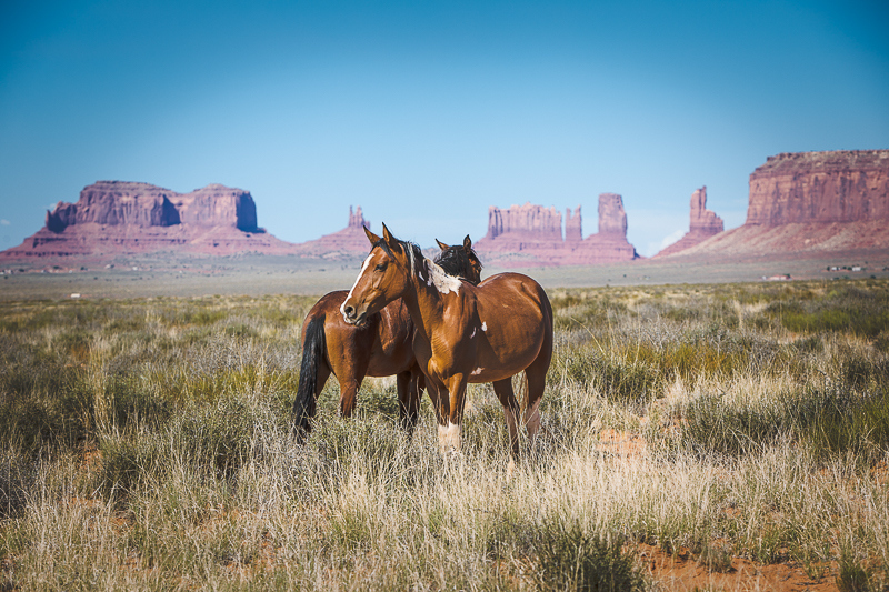 Pair of horses grazing in Monument Valley Navajo Tribal Park under a blue sky, photographed by Nora Feddal